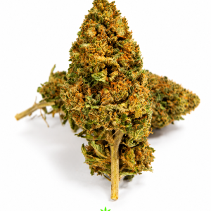 Cheese GH
