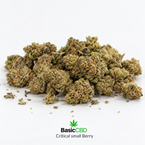 Critical Berry Hidro small buds